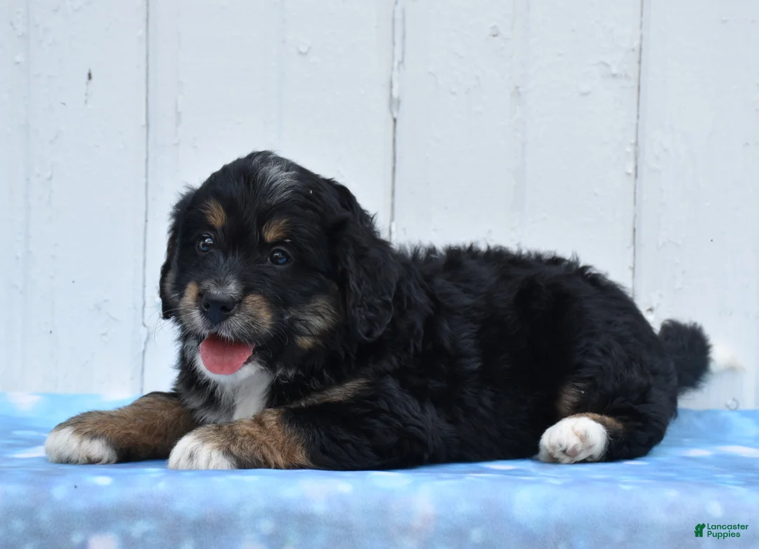 Mini Bernedoodle dogs for sale: Cleo - Ad 2