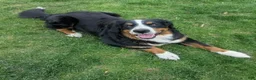 Mixed Breed dogs for sale: Millie - Ad 4