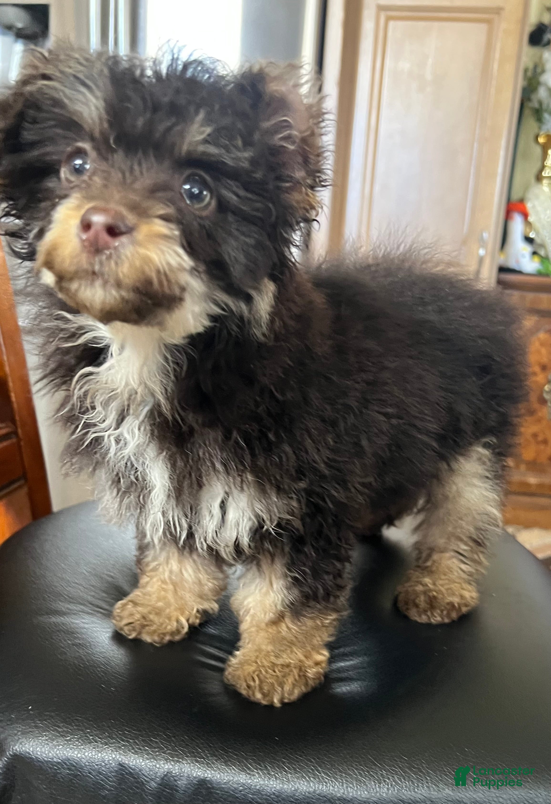 Toy Poodle dogs Hershey chocolate tri-color  - Ad 2