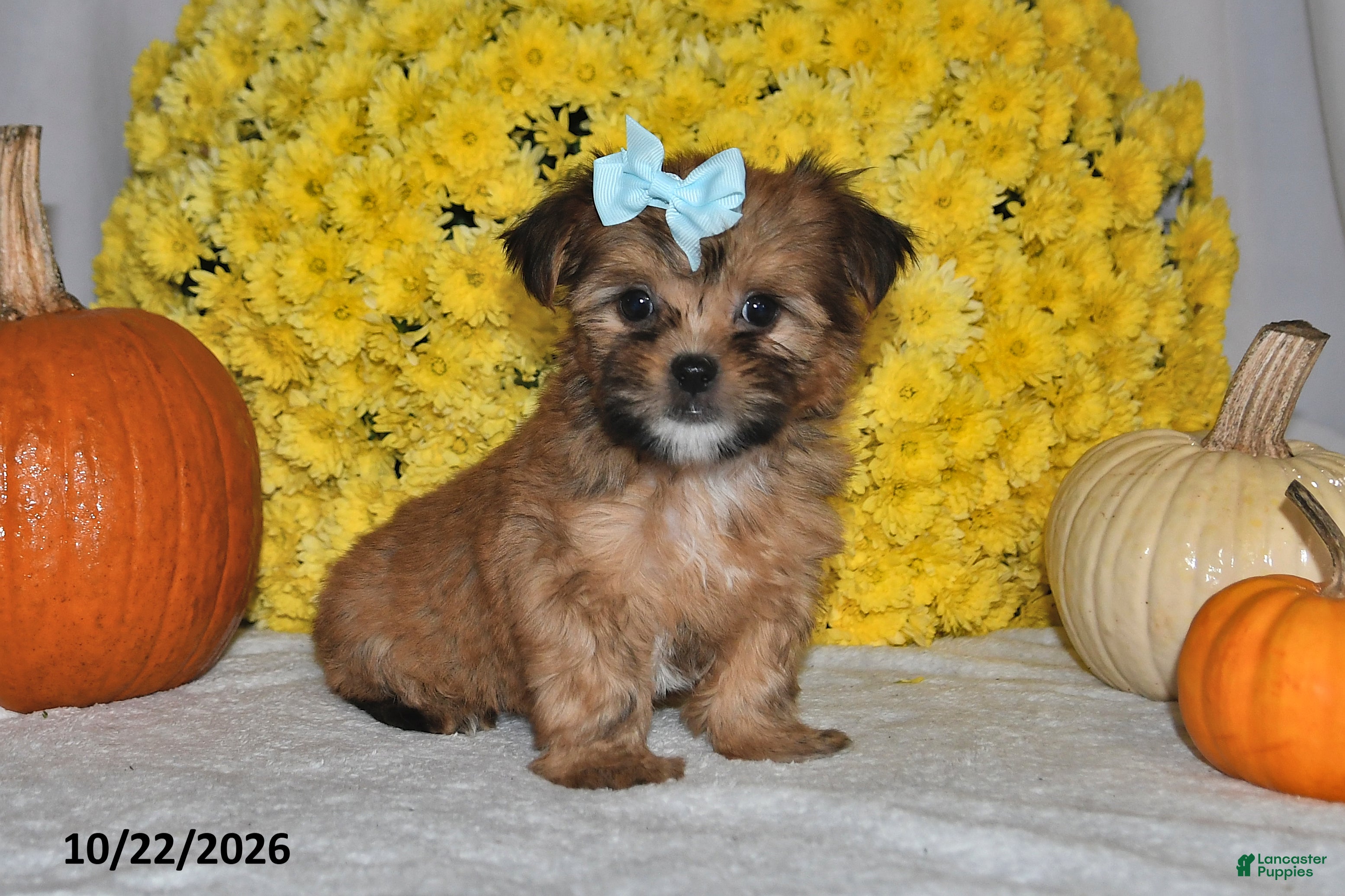 Shorkie dogs for sale: Victoria - Ad 2