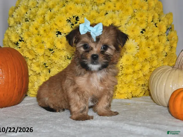 Shorkie dogs for sale: Victoria - Ad 2