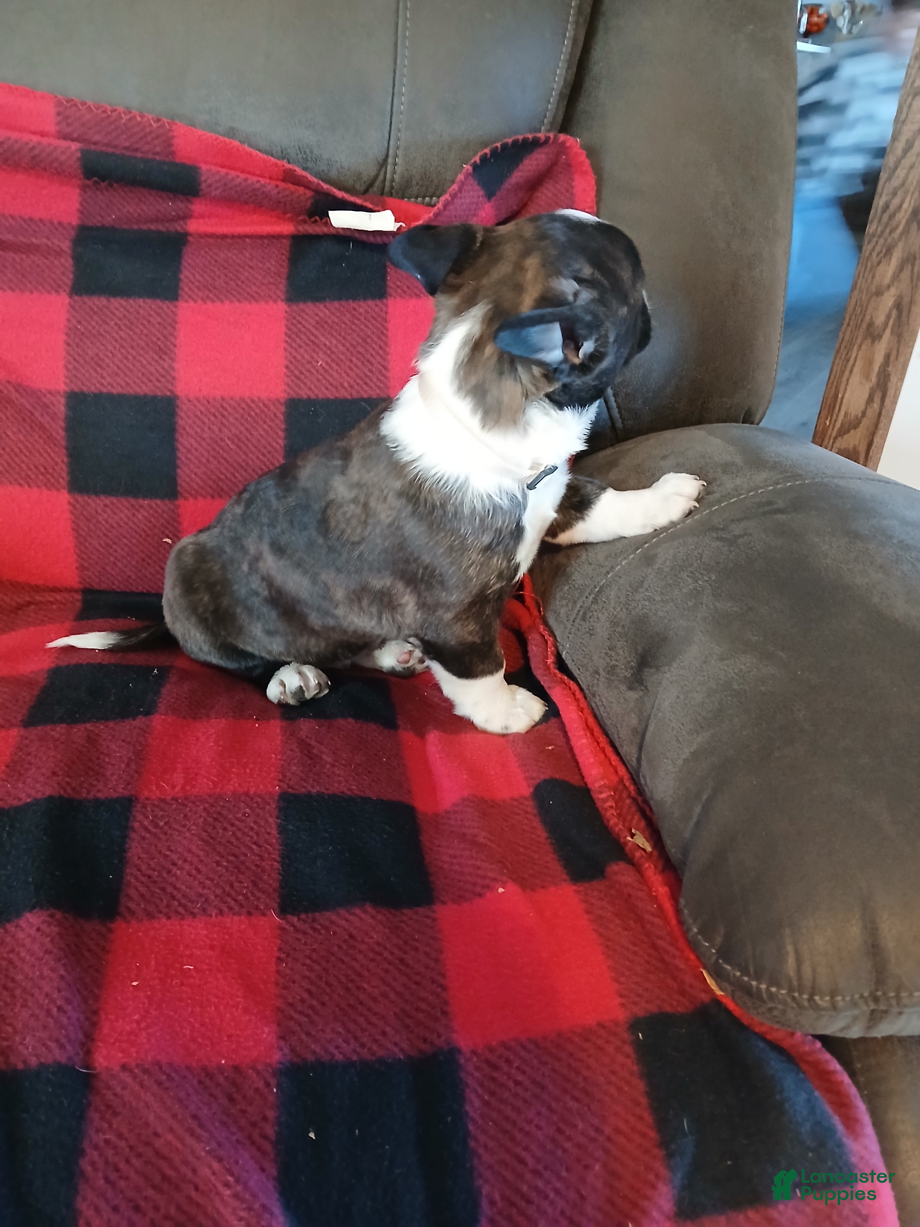 Boston Terrier dogs Boston Terrier Puppy 3 - Ad 2