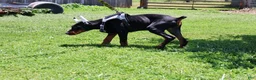 Doberman Pinscher dogs for sale: White - Ad 5