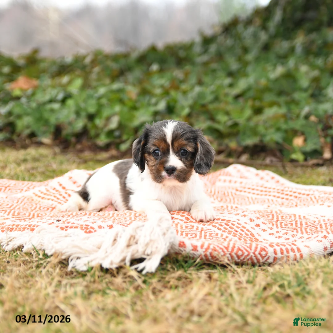 Cavalier King Charles Spaniel dogs for sale: Calvin - Ad 3