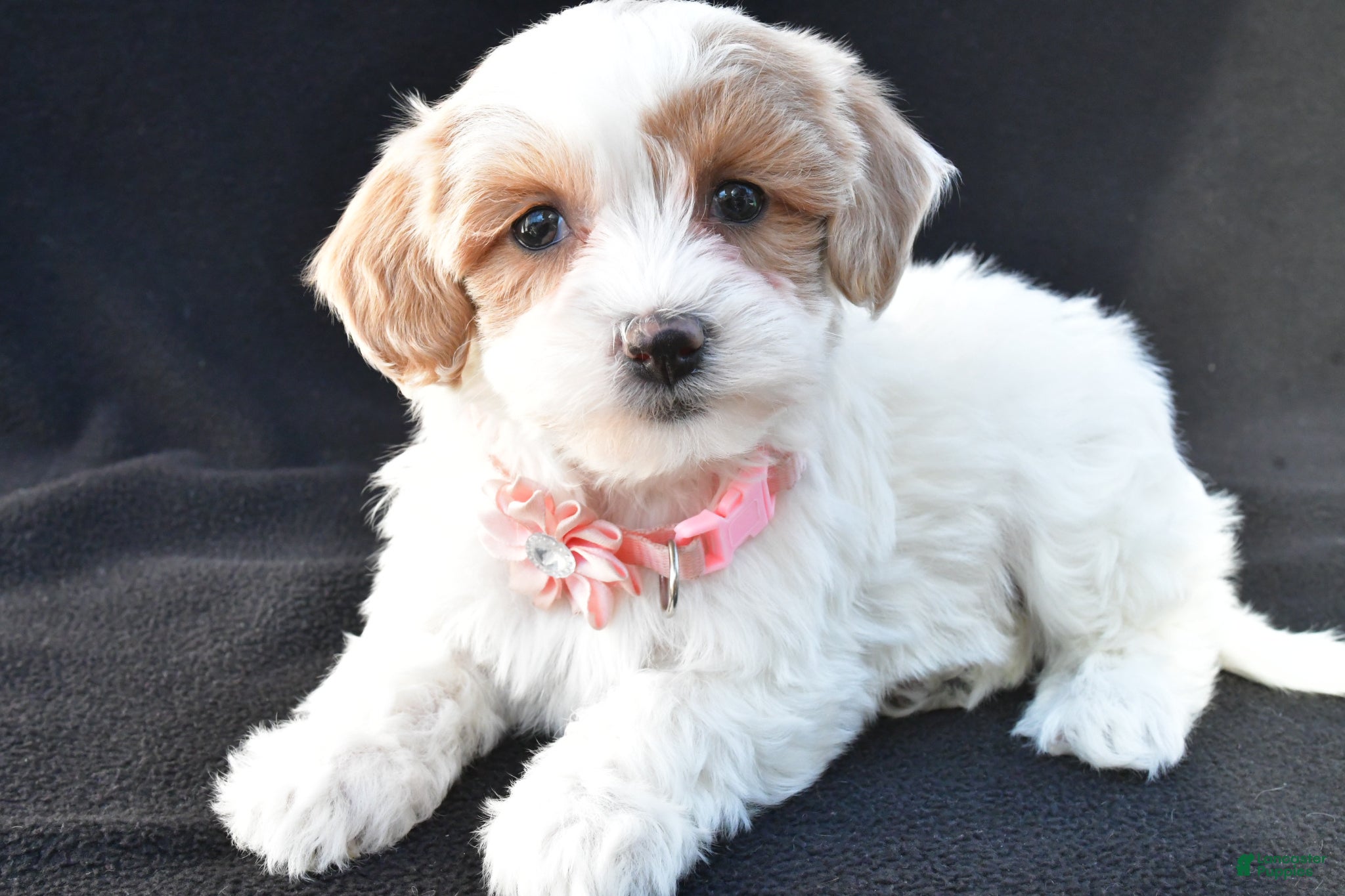 Maltipoo dogs Misty - Ad 1