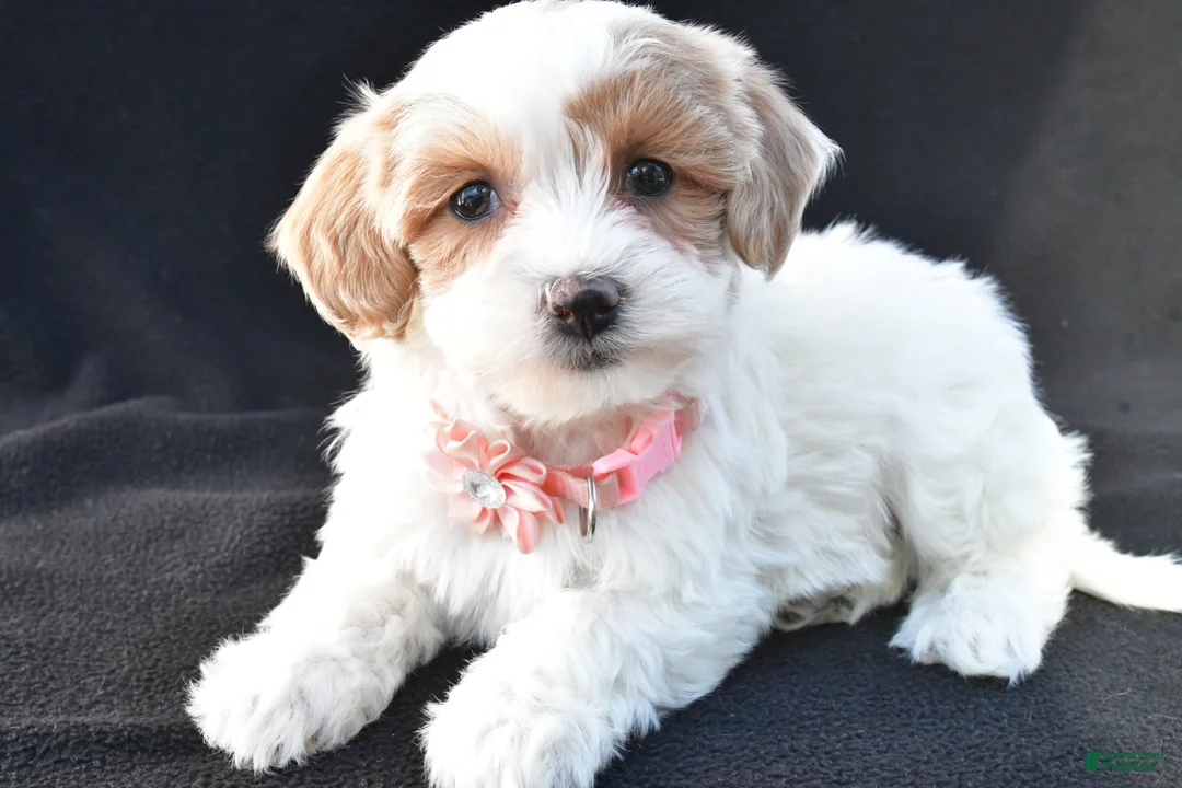 Maltipoo dogs for sale: Misty - Ad 1