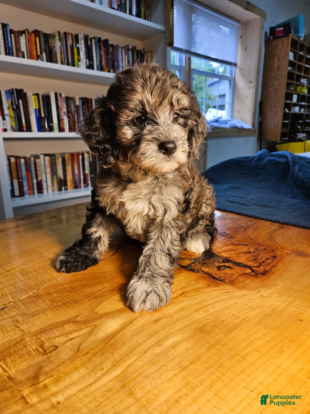 Mixed Breed dogs for sale: Cocoa - Ad 1