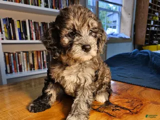 Mixed Breed dogs Cocoa - Ad 18