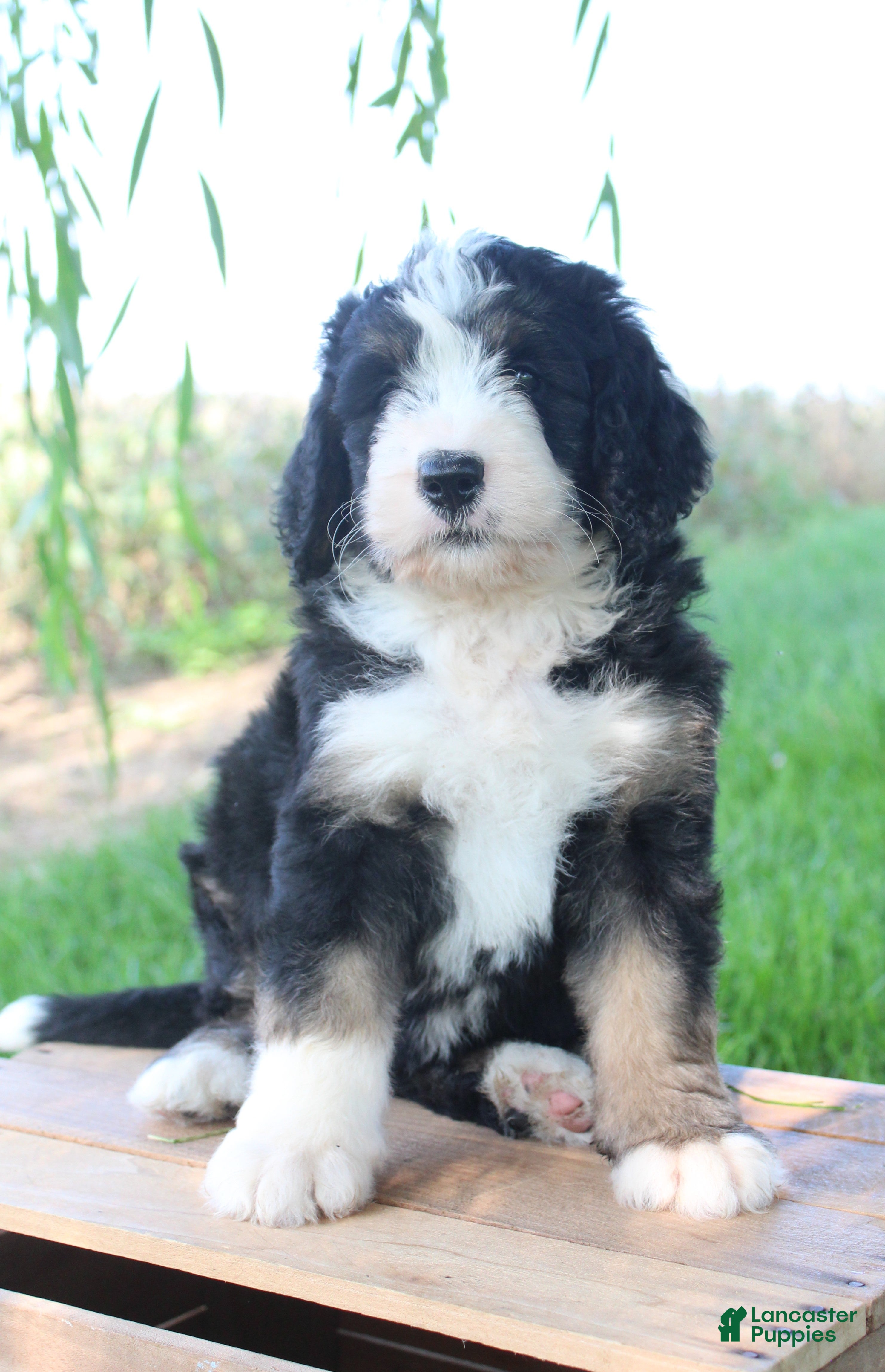 Bernedoodle dogs Harper - Ad 1