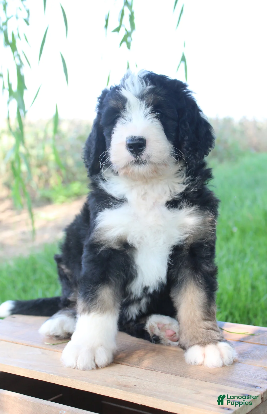 Bernedoodle dogs for sale: Harper - Ad 1