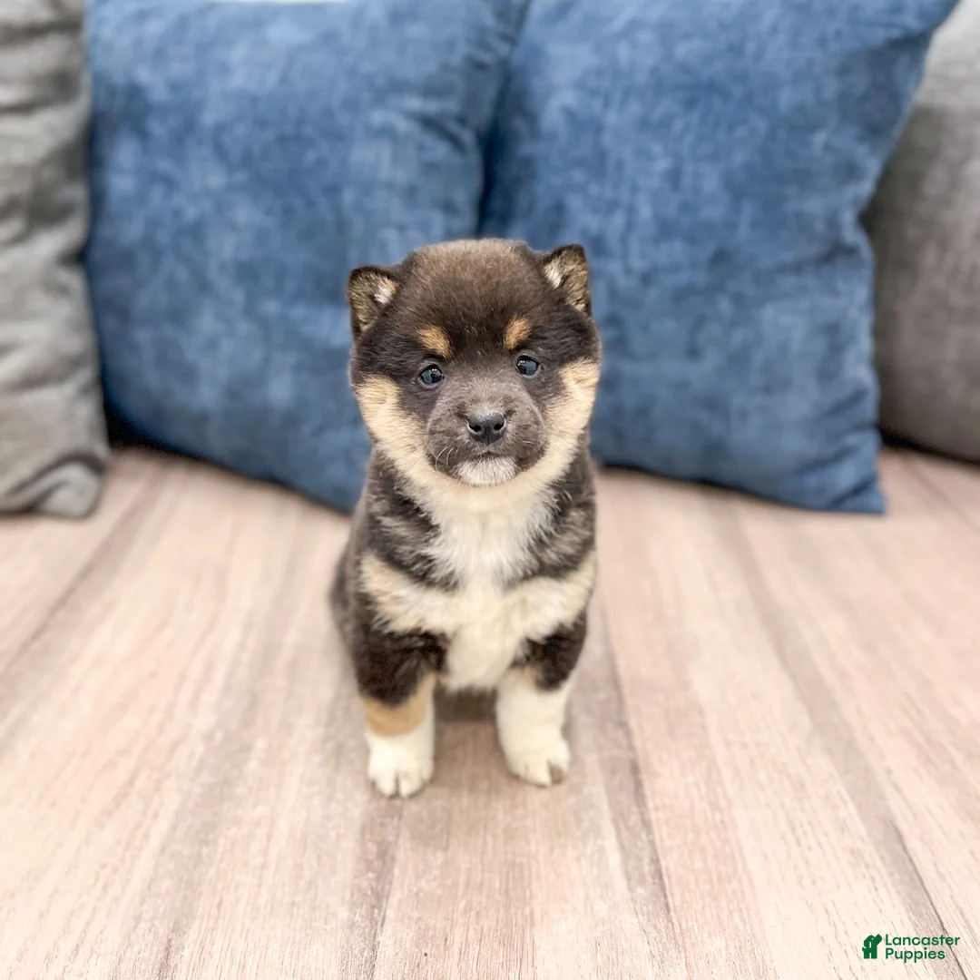 Shiba Inu dogs for sale: Chloe - Ad 1