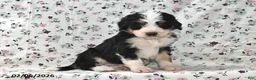 Bernedoodle dogs for sale: Max - Ad 4
