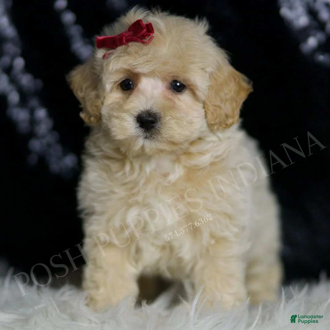 Maltipoo dogs for sale: Pippa - Ad 2