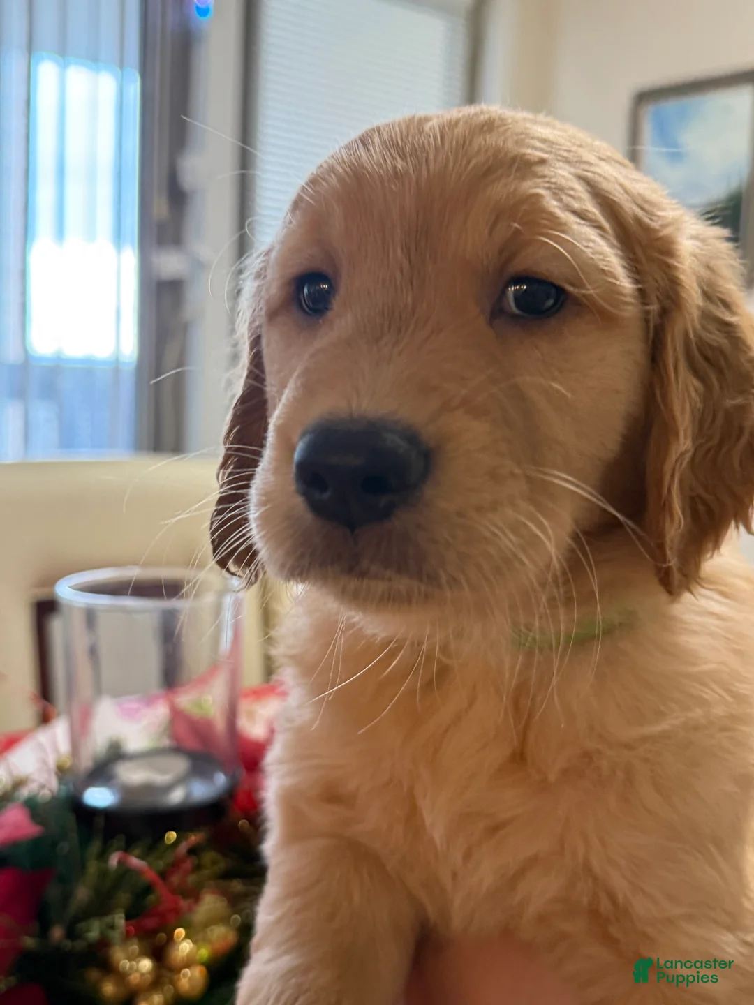 Golden Retriever dogs for sale: Golden Retriever Puppy 1 - Ad 3