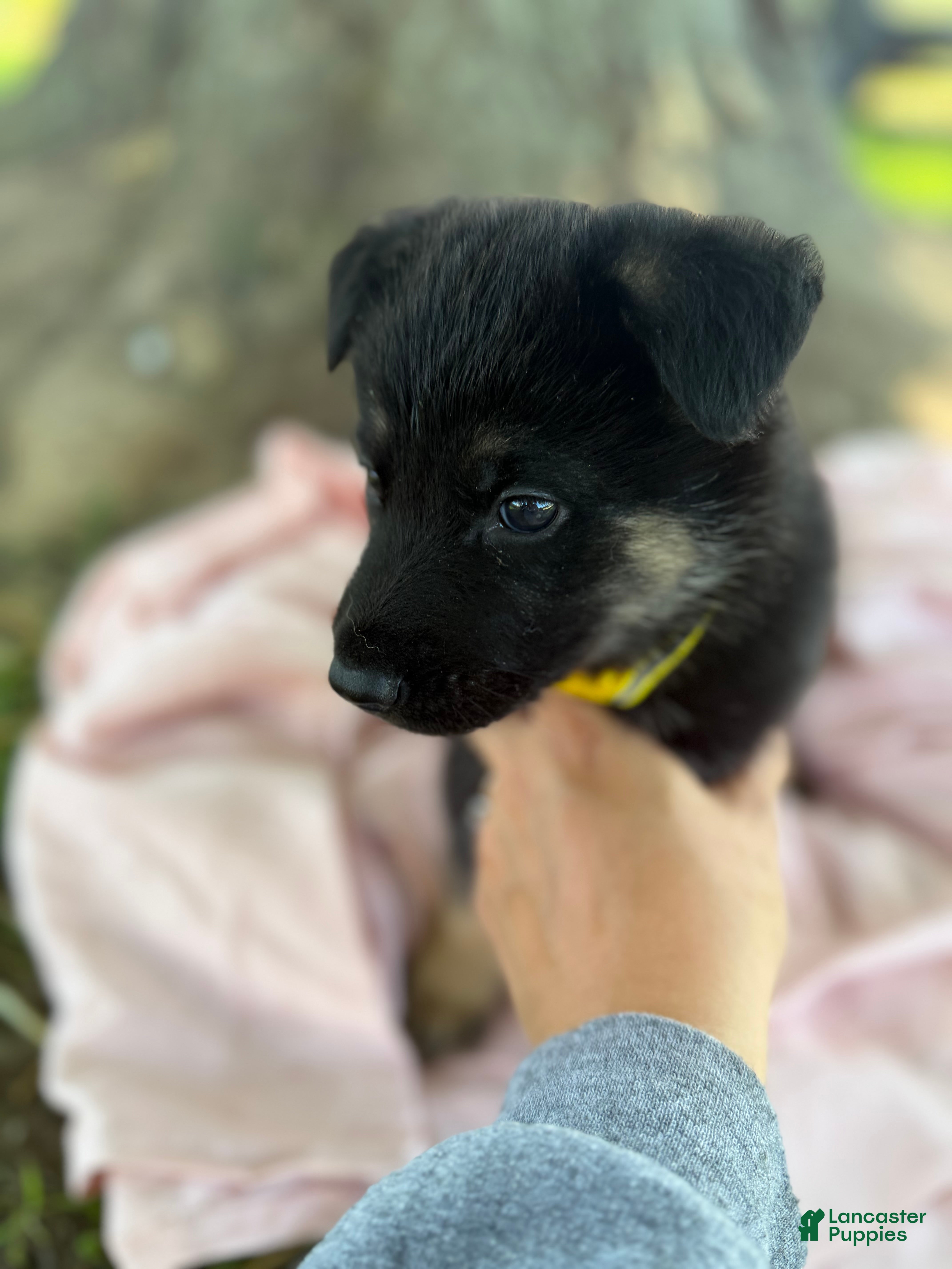 German Shepherd dogs Tig - Ad 38