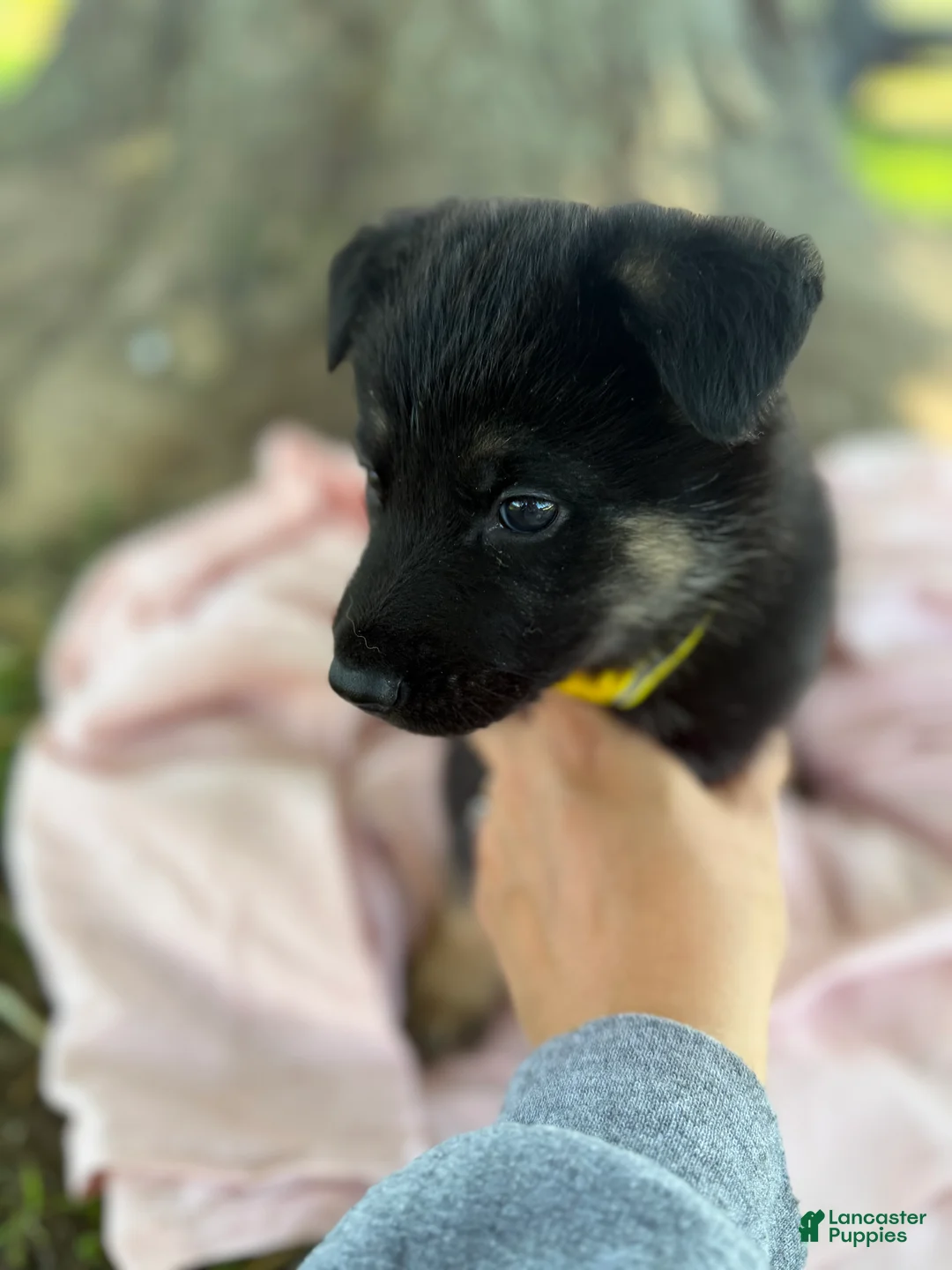 German Shepherd dogs for sale: Tig - Ad 1
