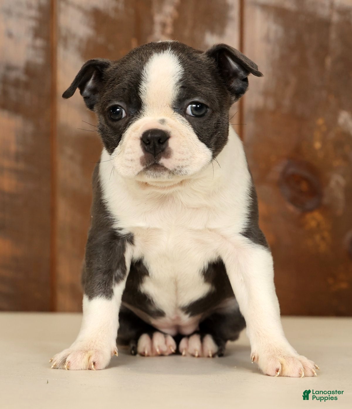 Boston Terrier dogs Rina - Ad 2