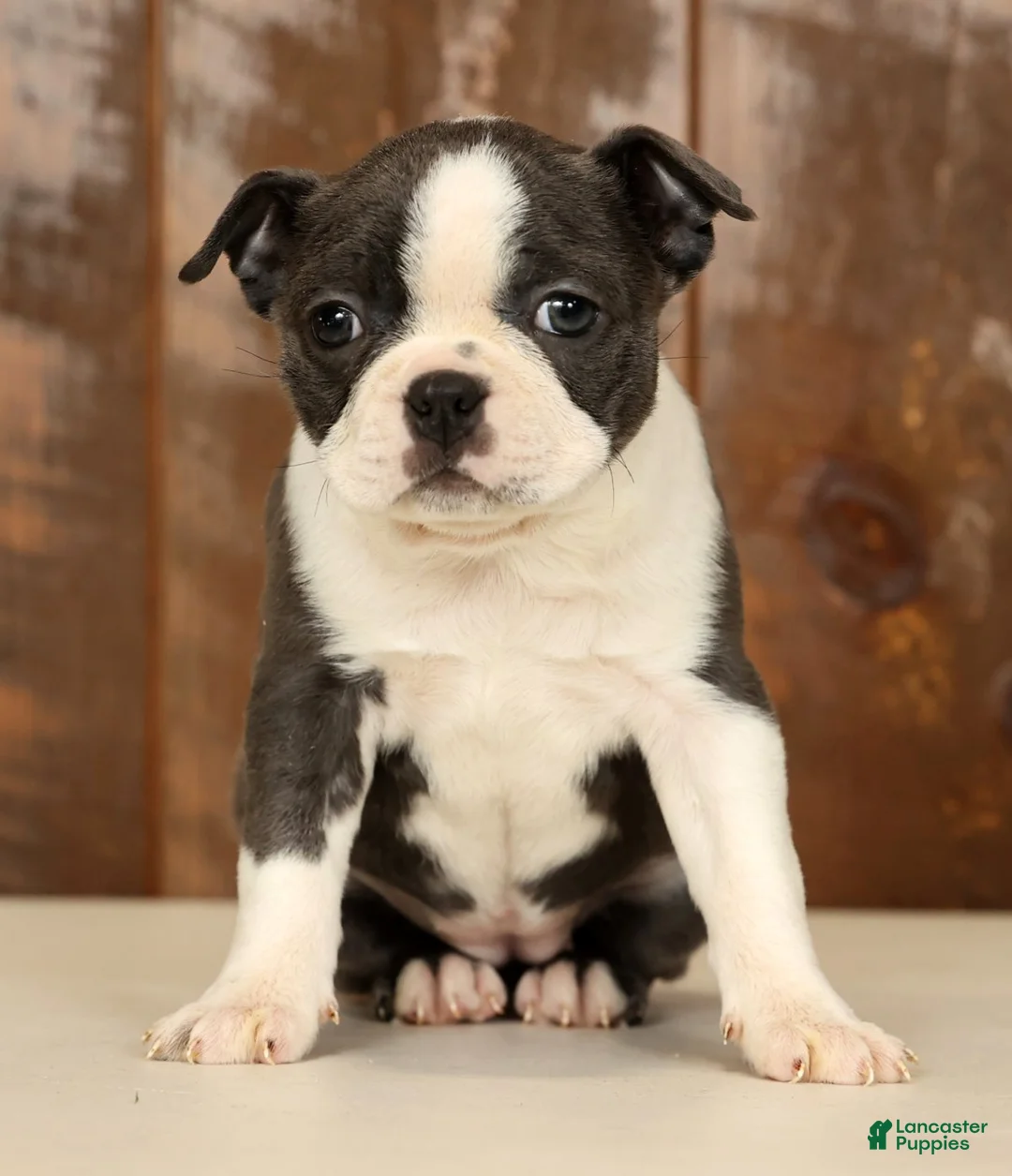 Boston Terrier dogs for sale: Rina - Ad 2