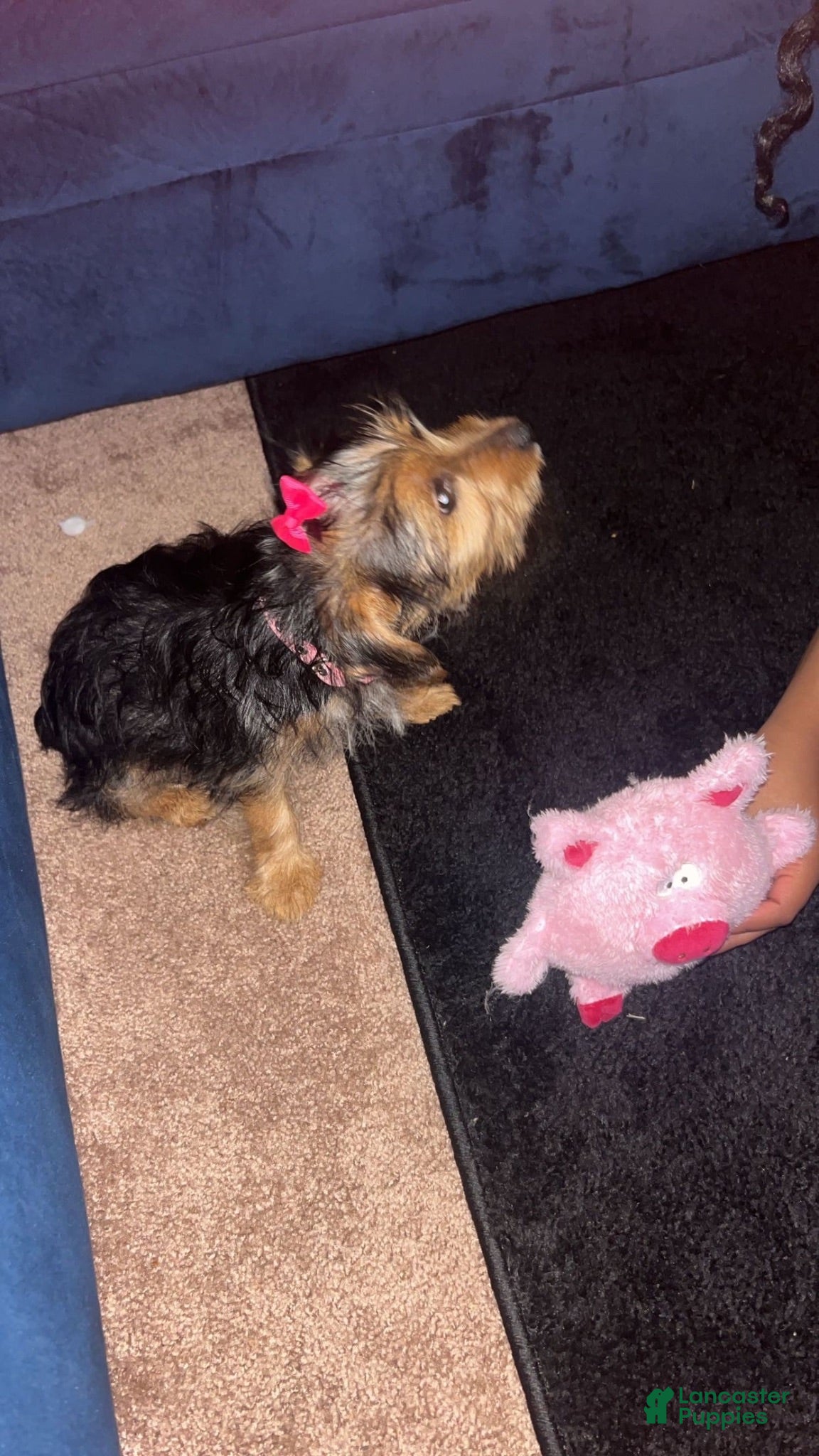 Yorkshire Terrier dogs Yorkshire Terrier 1 - Ad 40