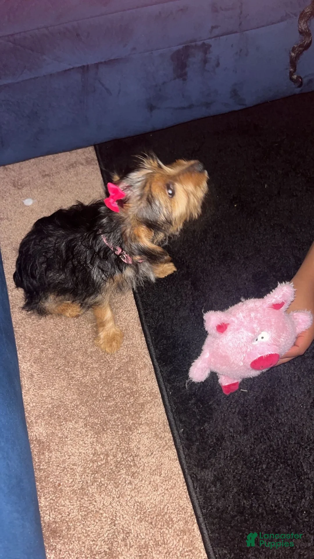 Yorkshire Terrier dogs for sale: Yorkshire Terrier 1 - Ad 1