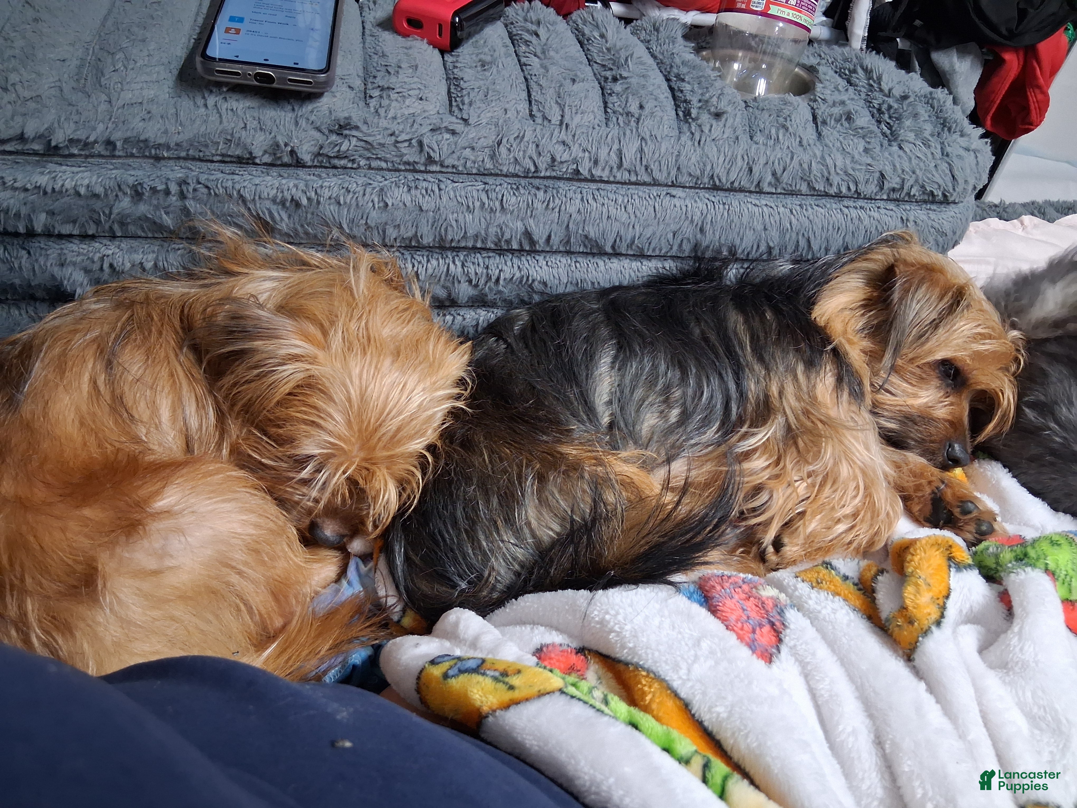 Yorkshire Terrier dogs Yorkshire Terrier 1 - Ad 30