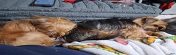 Yorkshire Terrier dogs for sale: Yorkshire Terrier 1 - Ad 1