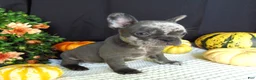 French Bulldog dogs for sale: Maggie - Ad 5