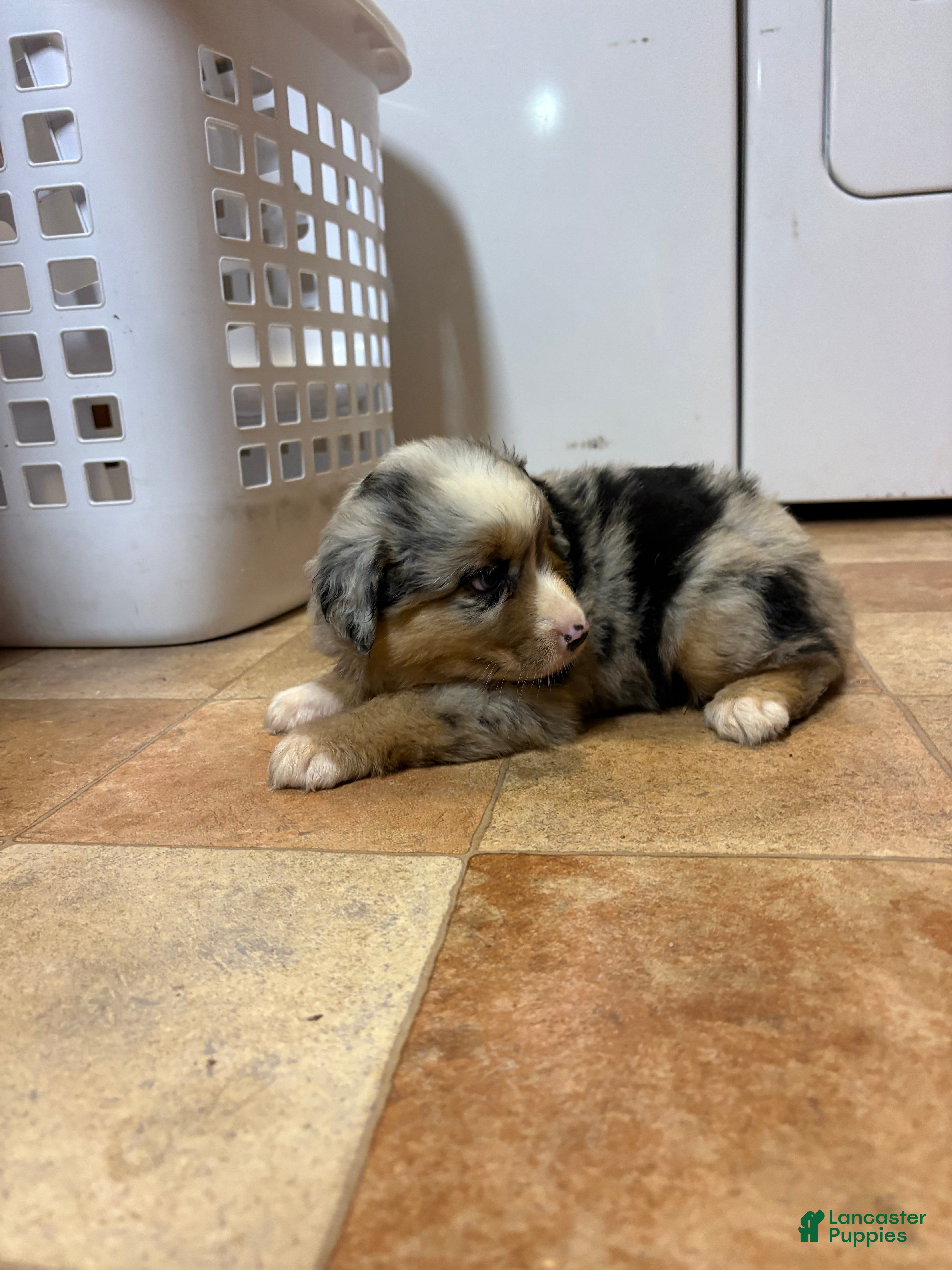 Australian Shepherd dogs for sale: Girl 1  - Ad 1