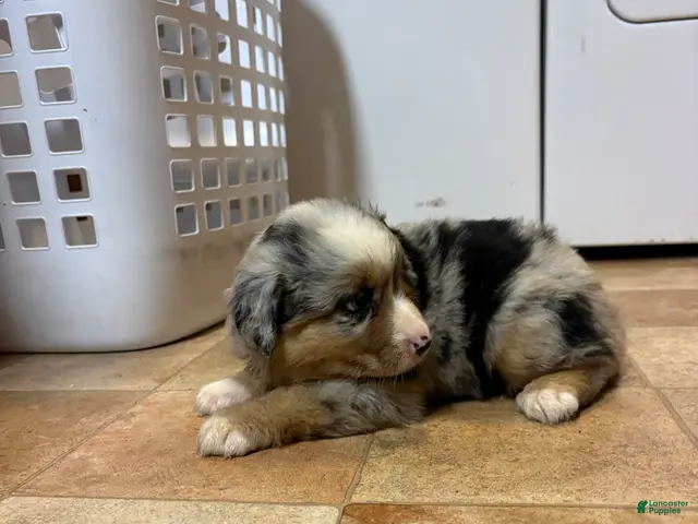 Australian Shepherd dogs for sale: Girl 1 - Ad 1