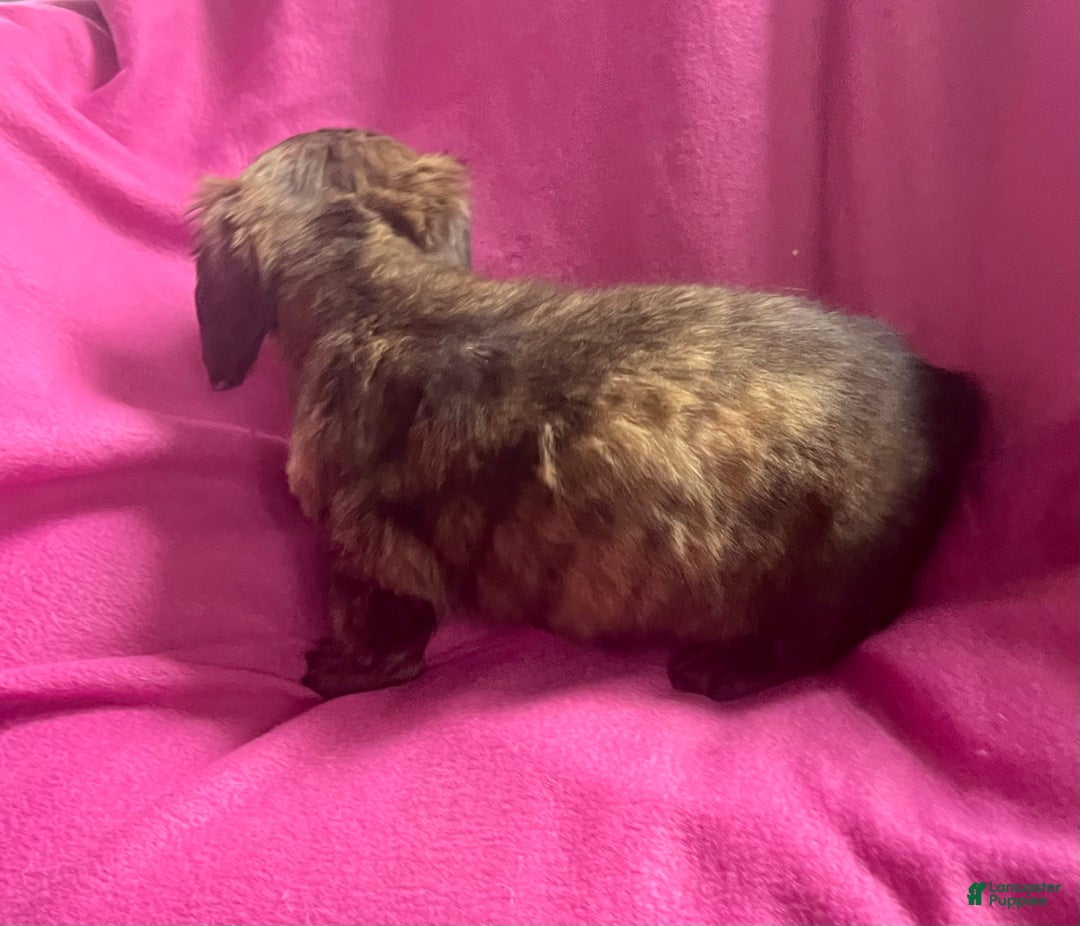 Dachshund dogs for sale: Mellow Cup - Ad 6