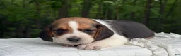 Beagle dogs for sale: Aurora - Ad 7