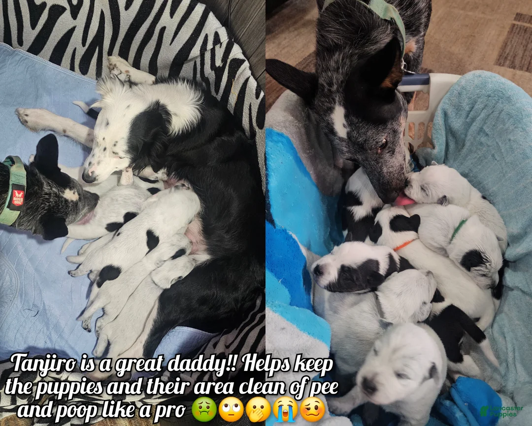 Mixed Breed dogs for sale: Mixed Breed Puppy 7 - Ad 22