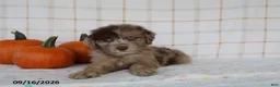 Mini Aussiedoodle dogs for sale: Baxter - Ad 5
