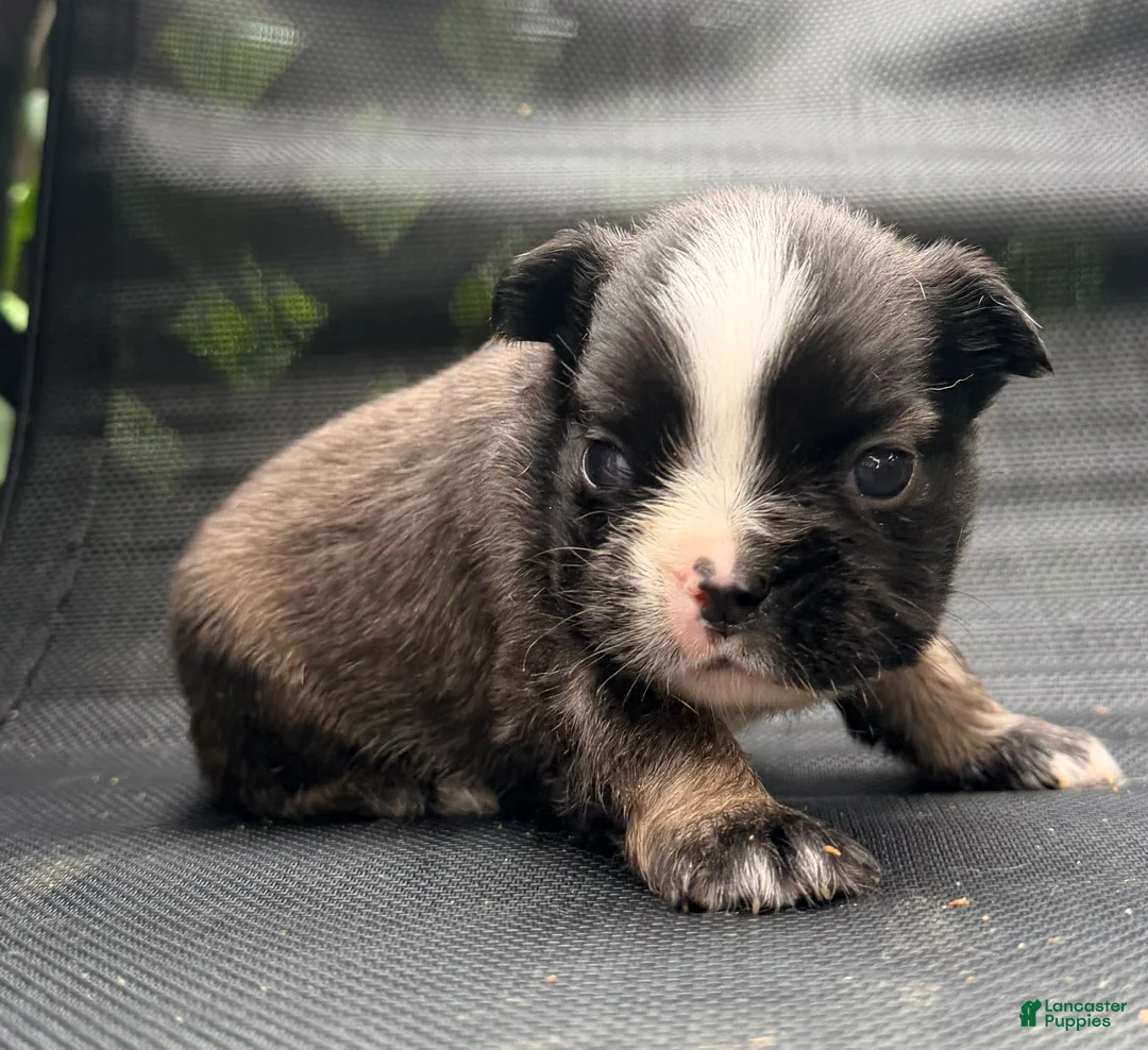 French Bulldog dogs for sale: Stan - Ad 1