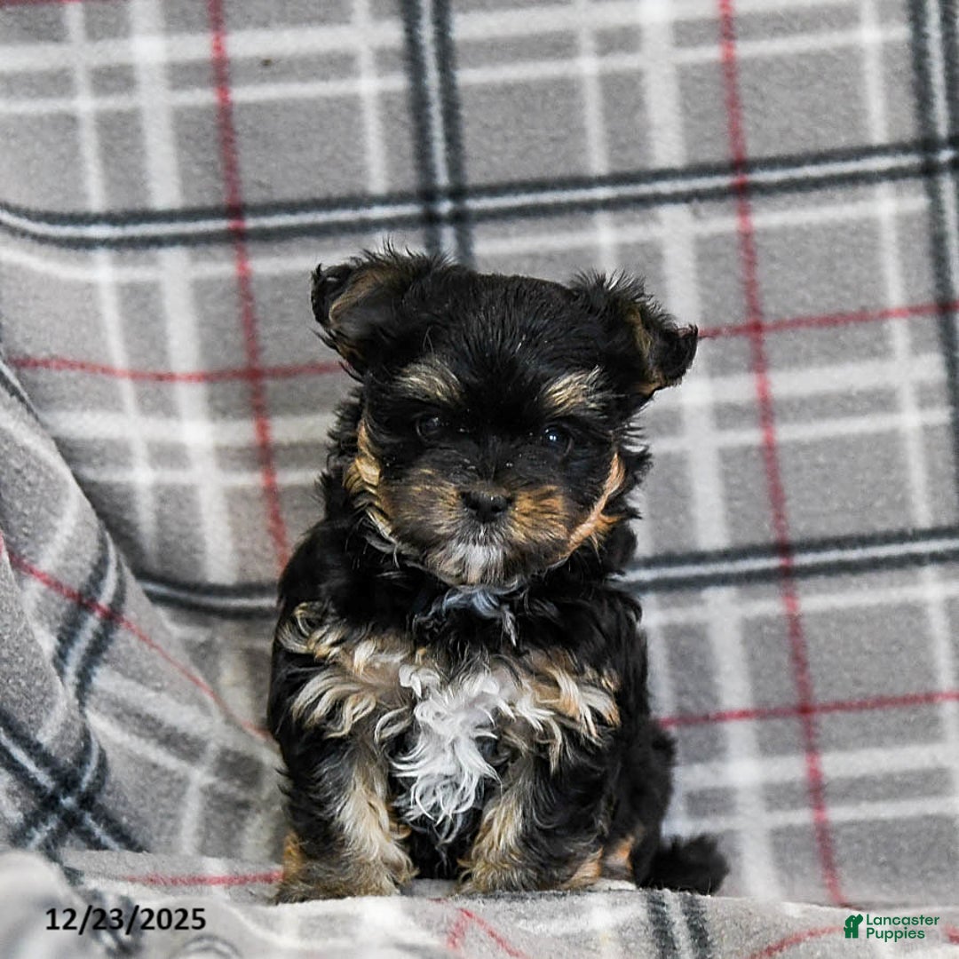 Morkie dogs for sale: Zina - Ad 4