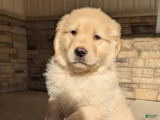 Golden Retriever dogs Buddy - Ad 19