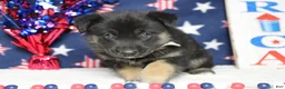 Mixed Breed dogs for sale: Pine  - Ad 2