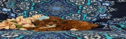 Lhasapoo dogs for sale: Chardanay Hypoallergenic - Ad 2