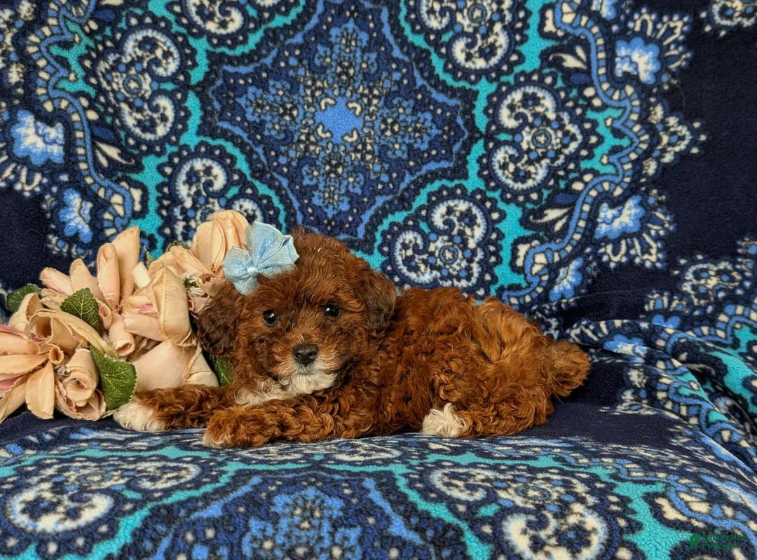 Lhasapoo dogs for sale: Chardanay Hypoallergenic - Ad 2
