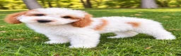 Cavapoo dogs for sale: Tate - Ad 2
