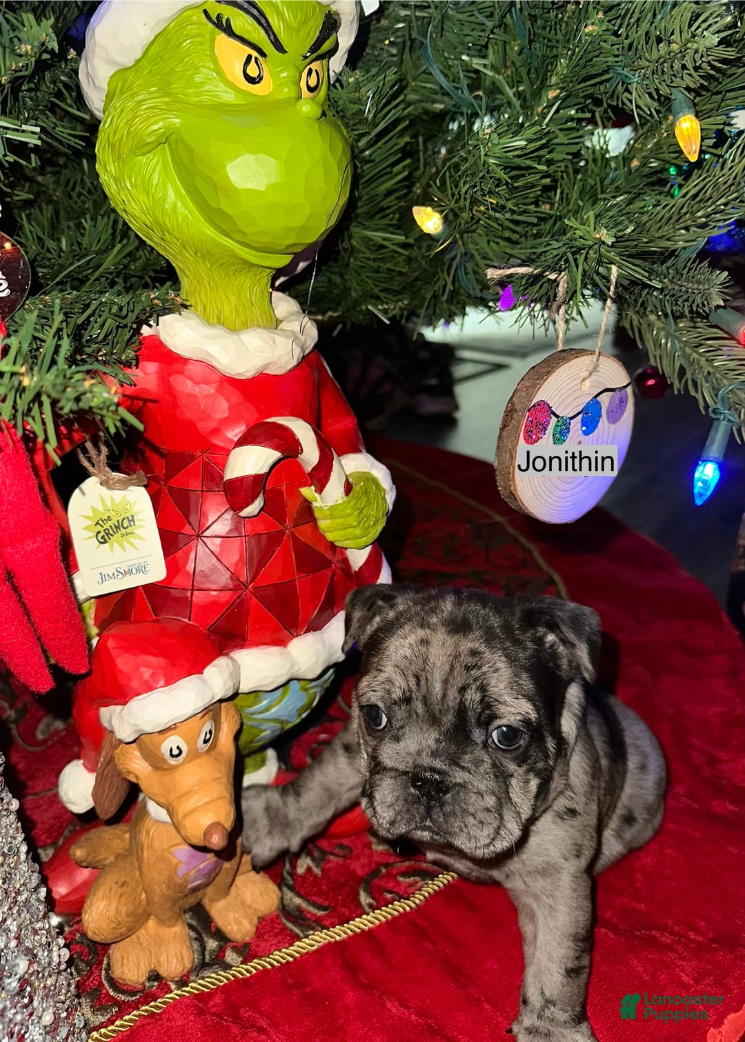 French Bulldog dogs for sale: Tiny - Ad 6