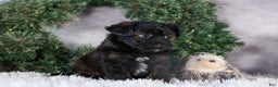 Mini Aussiedoodle dogs for sale: Snickers - Ad 17