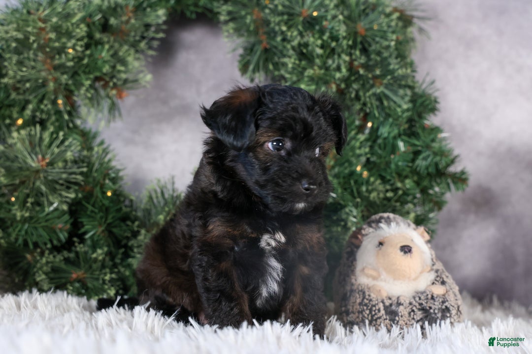Mini Aussiedoodle dogs for sale: Snickers - Ad 17
