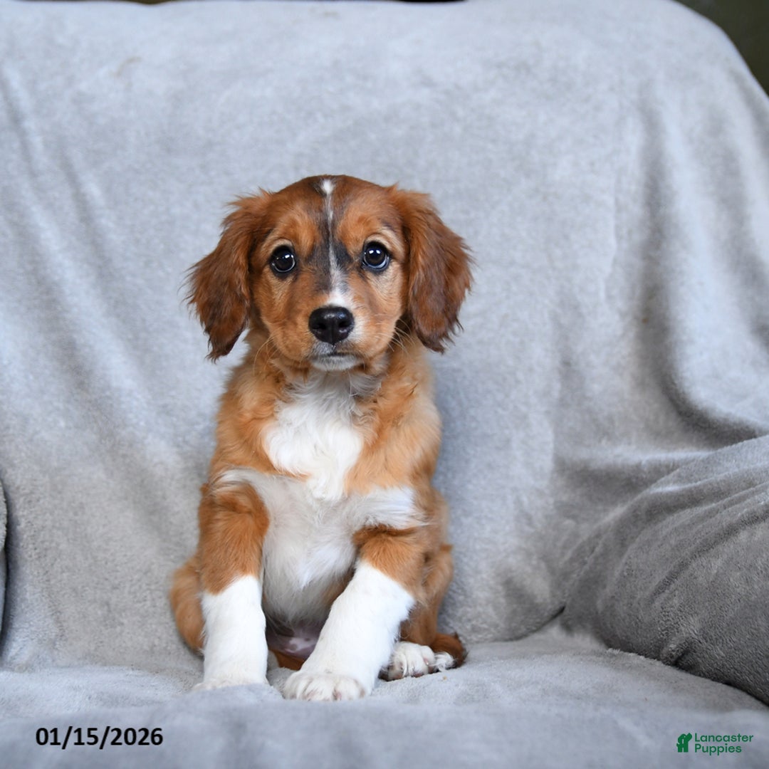 Mixed Breed dogs for sale: Bella    - Ad 3