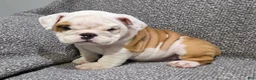 English Bulldog dogs for sale: Dante - Ad 5