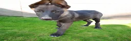 German Shepherd dogs for sale: German Shepherd Puppy 3 - Ad 4