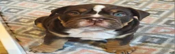 English Bulldog dogs for sale: English Bulldog Puppy 1 - Ad 5