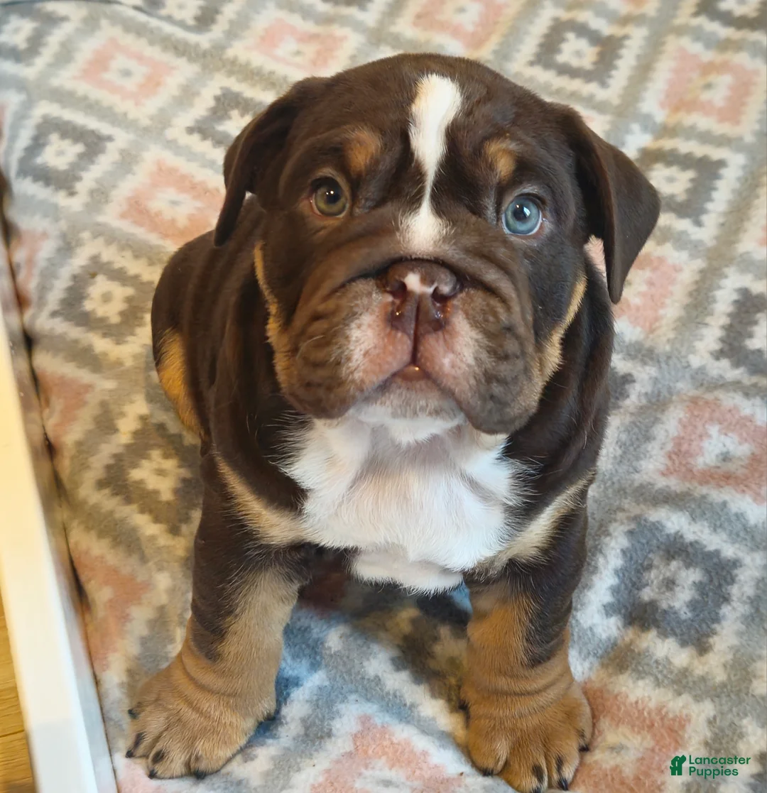 English Bulldog dogs for sale: English Bulldog Puppy 1 - Ad 5