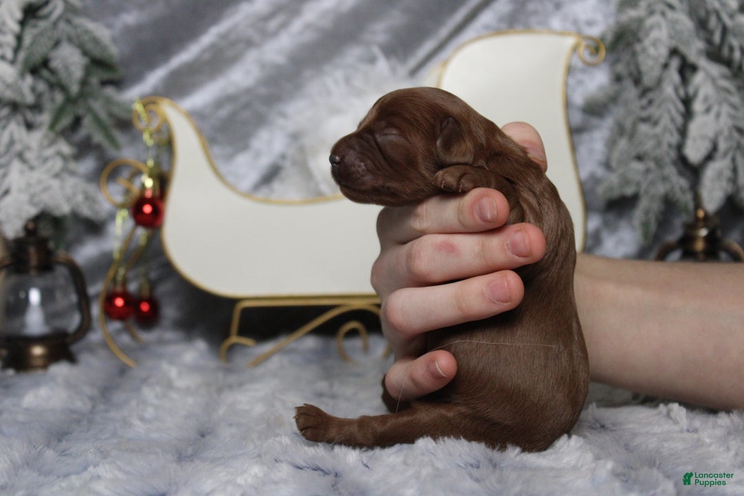 Cavapoo dogs for sale: Cinnamon  - Ad 10