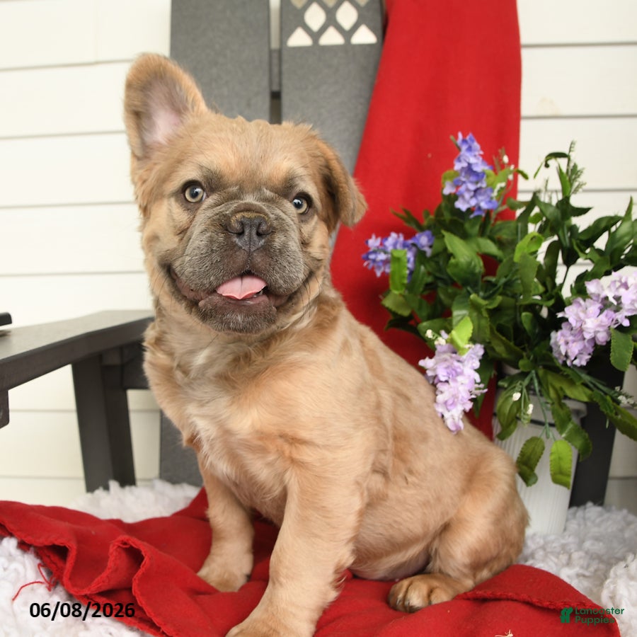 French Bulldog dogs Trouper - Ad 1